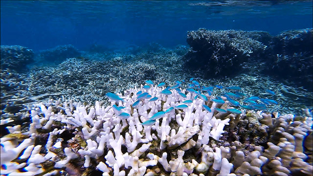 宮古島・新城海岸 ウミガメと泳ぐ感動体験透明度抜群の海で絶景シュノーケリングツアー！ウミガメとの記念撮影もお任せください！！ マリンサービス四季 -じゃらん遊び体験