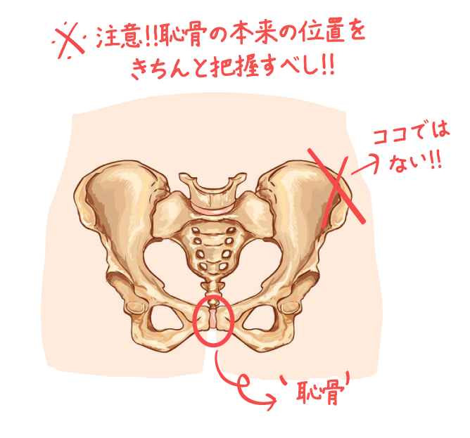 ペニスの大きさ | あしたガイド