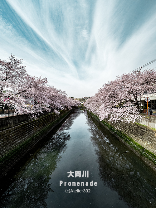 大岡川プロムナードの夜桜見物は夜店もいっぱいあって楽しめる。横浜弘明寺にある美容室 peu a peu