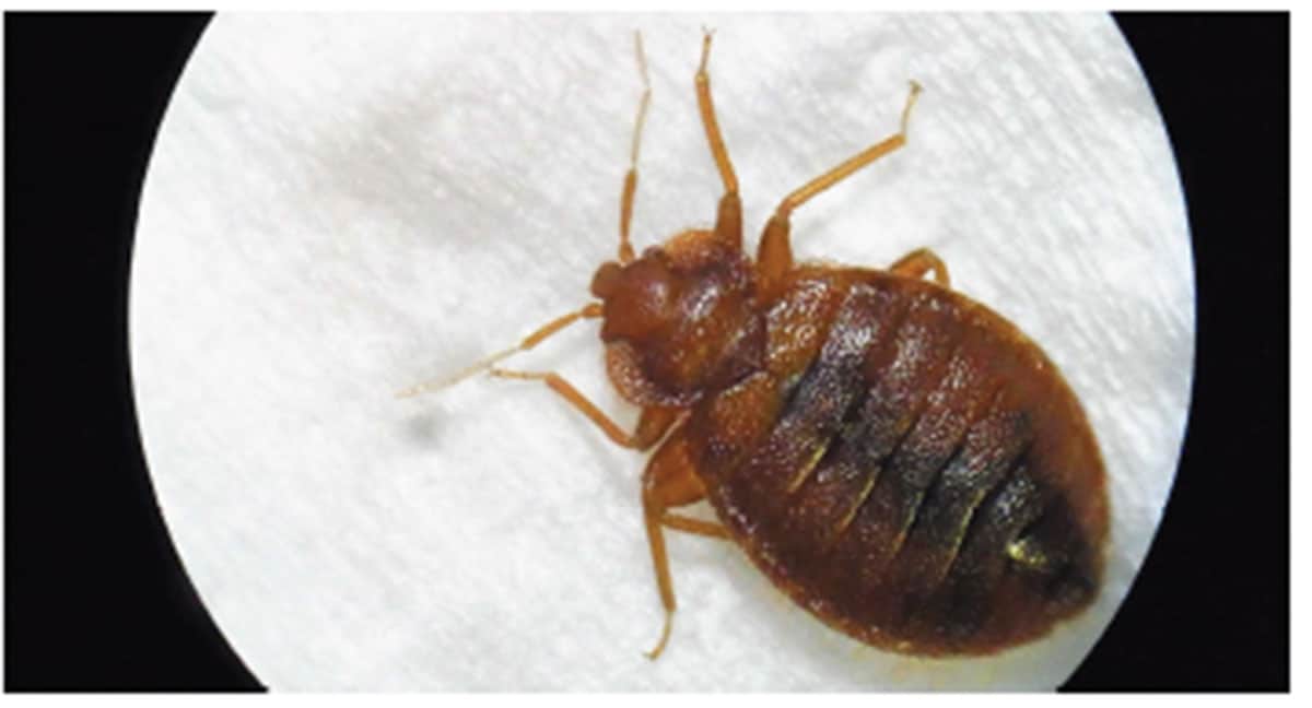 法人対応 岐阜・三重・愛知・奈良・京都・京滋の宿泊施設・病院・介護施設 ダニ・トコジラミ対策のご相談ならオールコントロールサービスへ