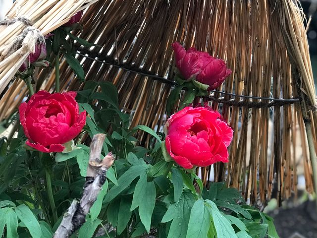 上野公園で春を満喫第四十六回 上野東照宮 春のぼたん祭が2025年4月5日 土