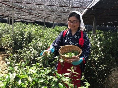抹茶を育むお茶畑 京都府宇治市 │