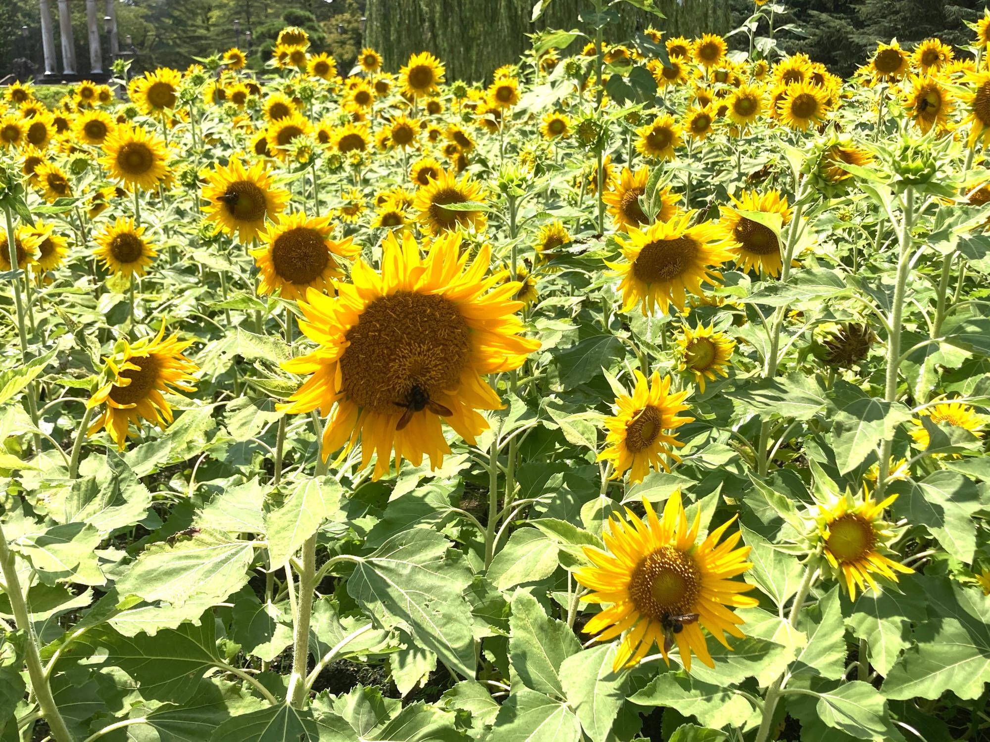 東向きに咲くように植えられたヒマワリ(鶴舞公園:名古屋) | ひらひら日本2022