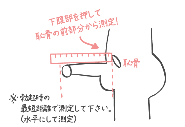 ペニスのサイズはどれくらい？TENGA社内で測ってみた - TENGAヘルスケア