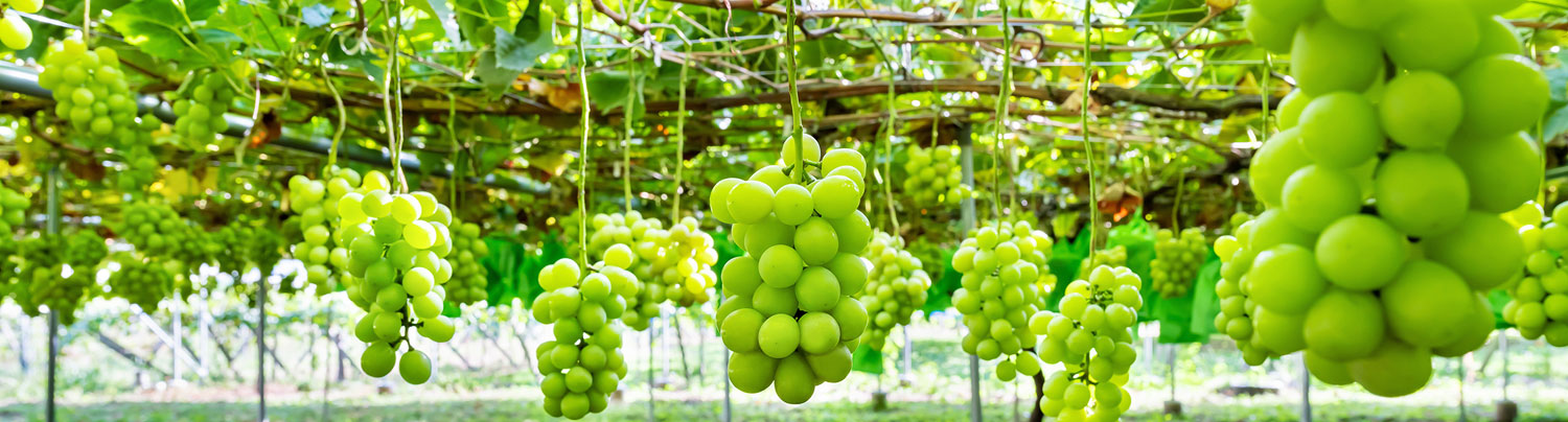収穫体験・ぶどう狩り・桃狩り・食べ放題 - 内田フルーツ農園 山梨県甲州市勝沼町のぶどう園・山梨県特産品販売