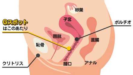 Gスポットバイブおすすめ10選！初心者でも安心のGスポット開発用おもちゃを紹介 | WEB MATE