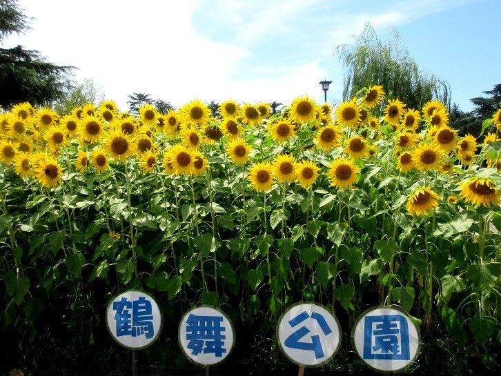 岐阜「金の信長像」・名古屋「鶴舞公園の向日葵」 | たかちゃんのブログ