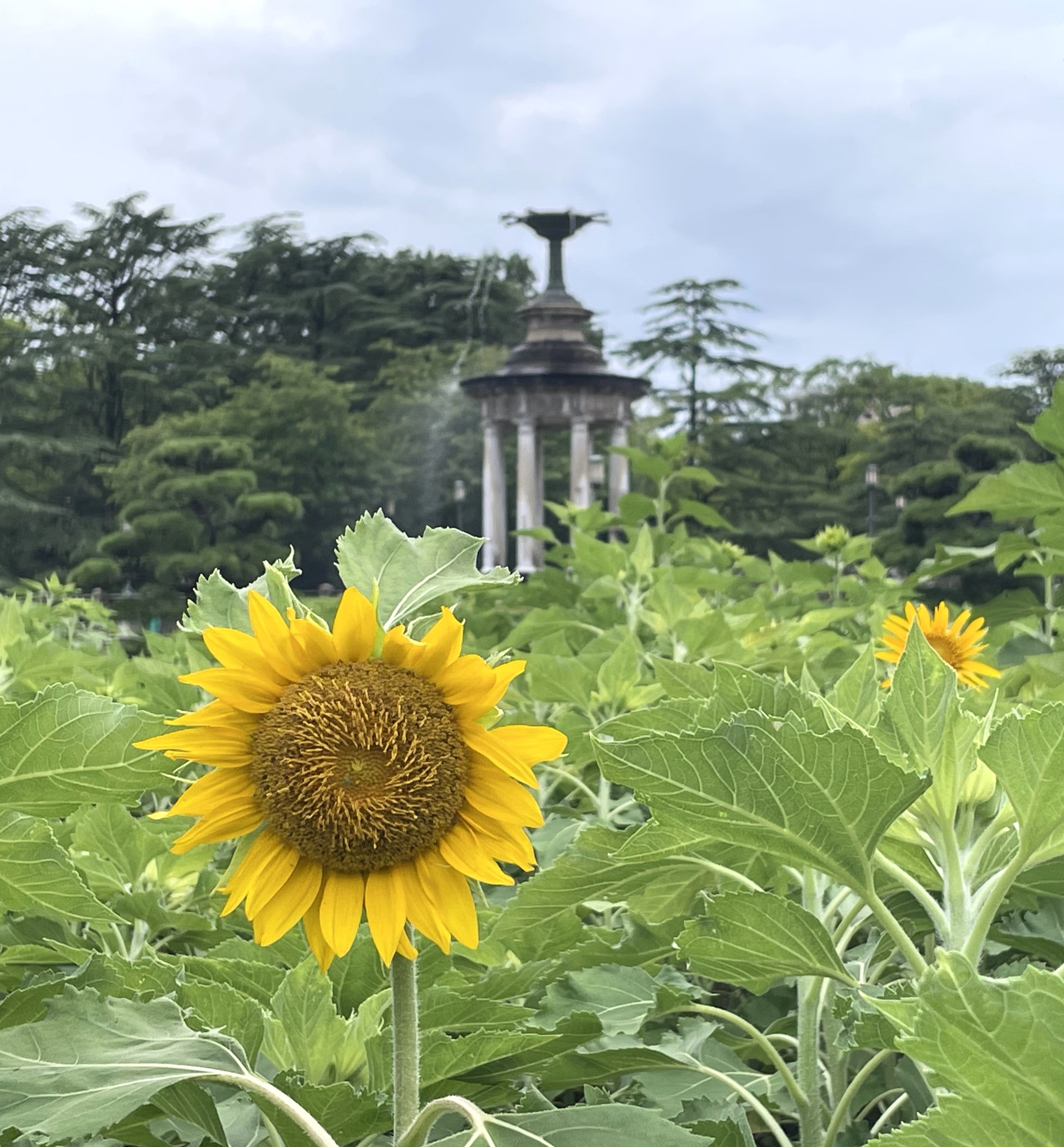 ヒマワリ ひまわり 名古屋 鶴舞公園の写真素材 -