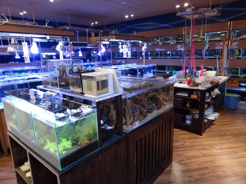 戸塚店アクアのご案内 | 珊瑚・海水魚・ライブロック・オーバーフロー水槽専門店【スプラッシュ】