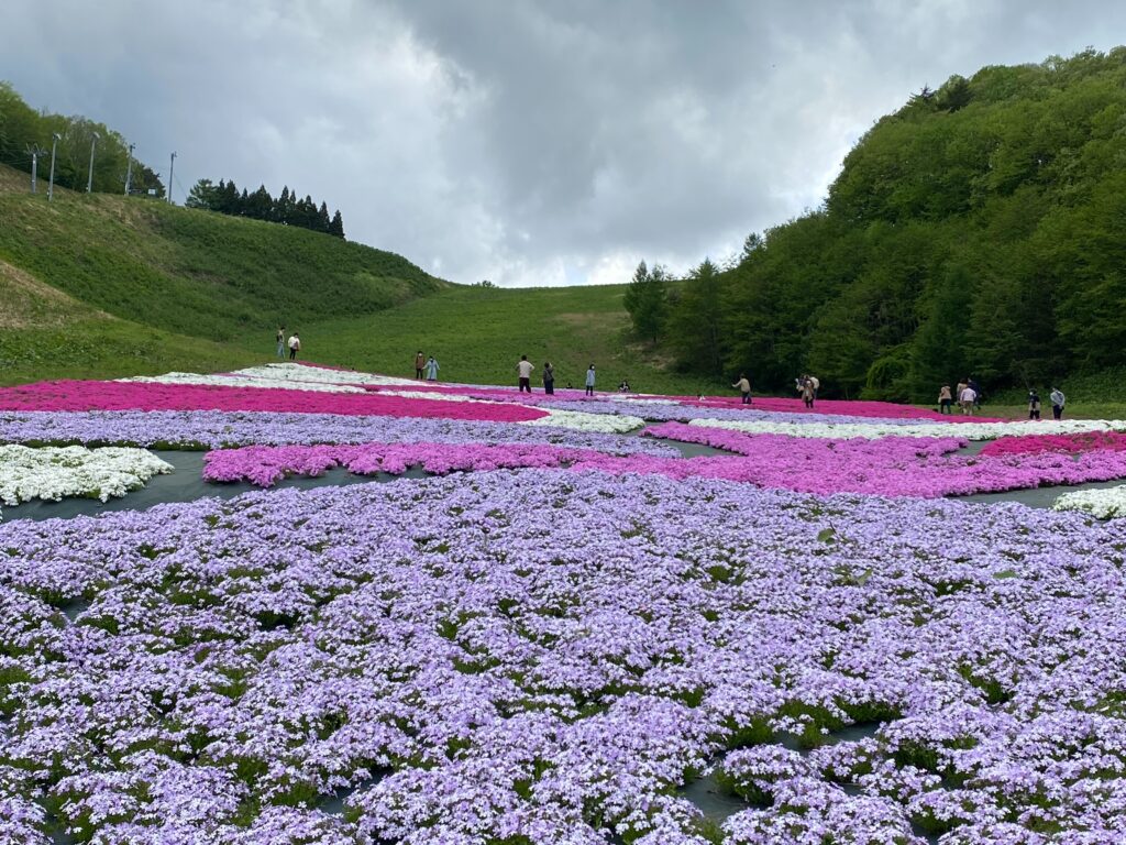 【奥入瀬渓流温泉スキー場】芝桜 千紫万紅のゲレンデ【青森県十和田市】4K60P 空撮あり