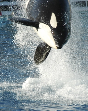 シーワールドサンディエゴ旅行レポート : r rollercoasters