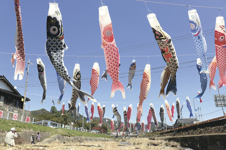 仁保川上空、こいのぼり１００匹山口新聞 電子版
