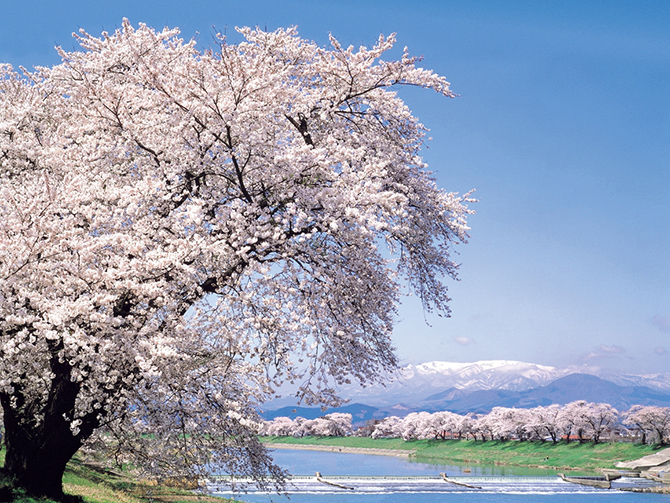 春の旅行を満喫 国内でおすすめのエリア8選をご紹介東武トップツアーズ
