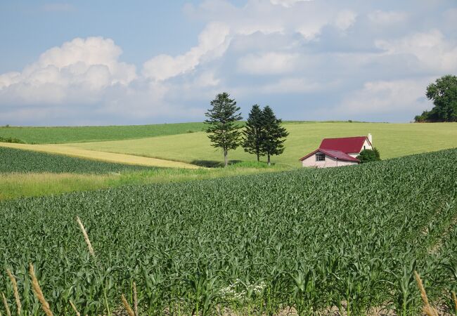 北海道ひとり旅 富良野・美瑛の旅『赤い屋根のある丘』赤と緑と茶と黒のコントラスト :