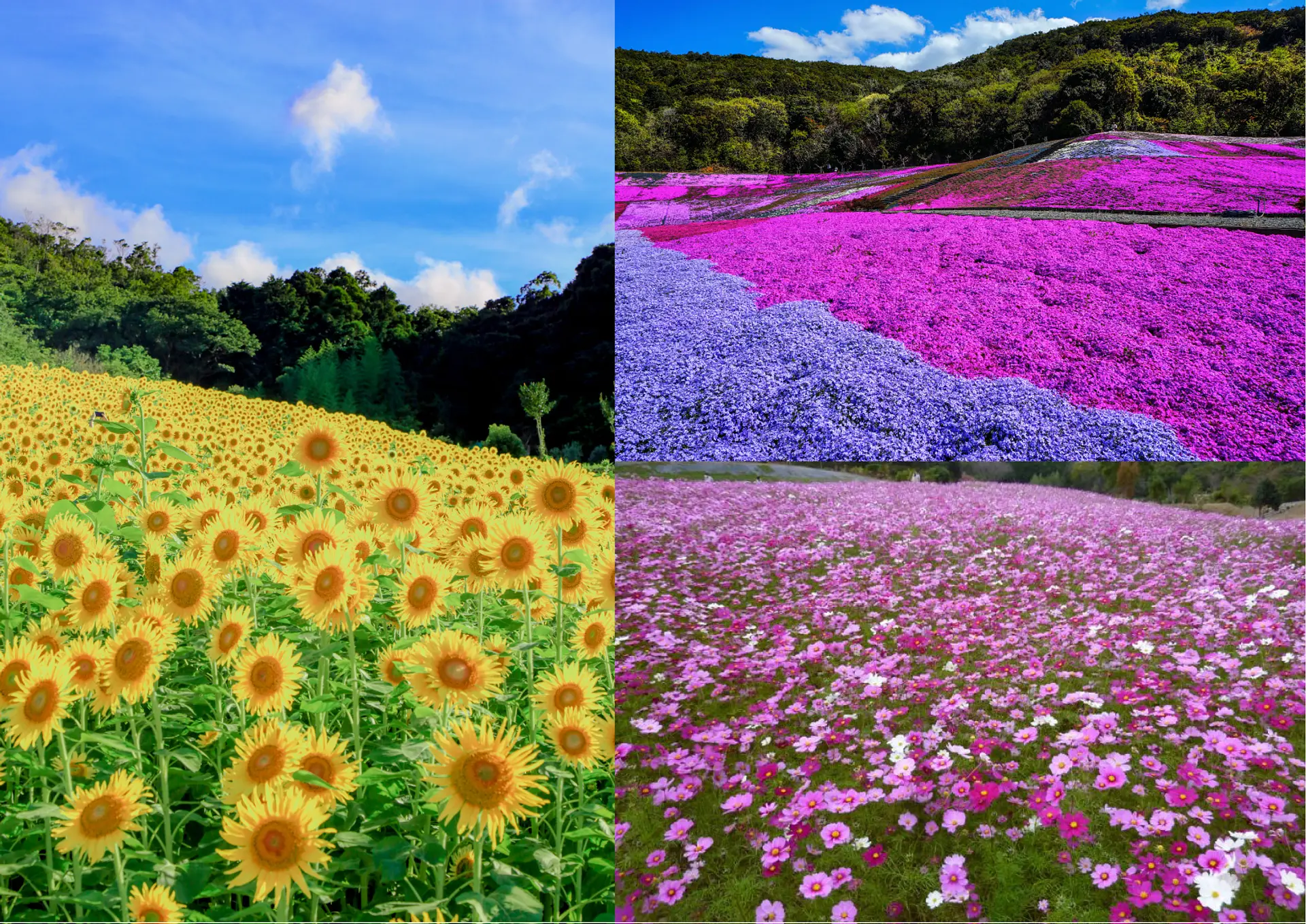 志摩市観光農園 芝桜公園」 志摩市-公園 緑地-〒517-0213