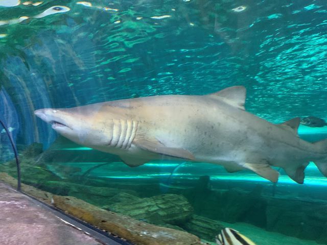 ジュゴンがいた！ オーストラリア「SEA LIFE シドニー水族館」の見どころを解説Aqua Picks