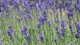 猪苗代ハーブ園 ひまわり迷路 アクセス・イベント情報