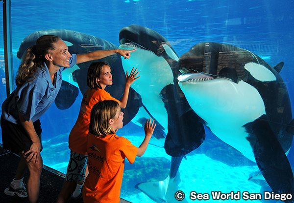最新 シーワールド サンディエゴ - チケット、営業時間、口コミ、写真2025年Trip.com