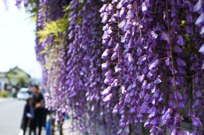 日本の三大名藤「のだふじ」を観るべく福島の街を散策！阪神沿線活性化WEB エンカチ