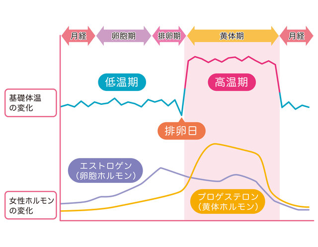 女性必見！オートファジーダイエット経験者が語る真実と体の変化5つ