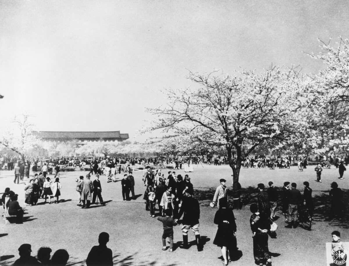 うえの桜まつりイベント台東区公式観光情報サイト