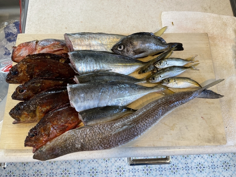 和歌山釣果 夜釣りがオススメ！雑賀崎リアルタイムフィッシングマックス 関西の釣果大阪・神戸・和歌山の釣果情報