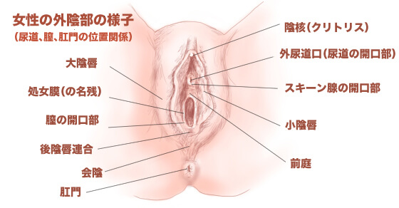 女性はオナニーしている？ イクためのやり方・グッズも紹介【医師監修】 ｜ iro