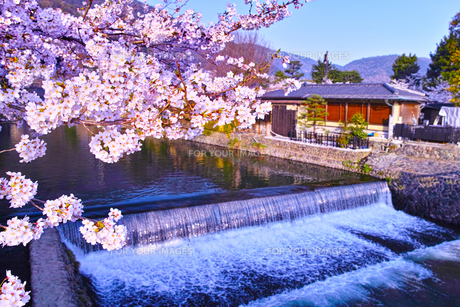 n-京都嵐山・春・桜と川の流れ – Masato Art