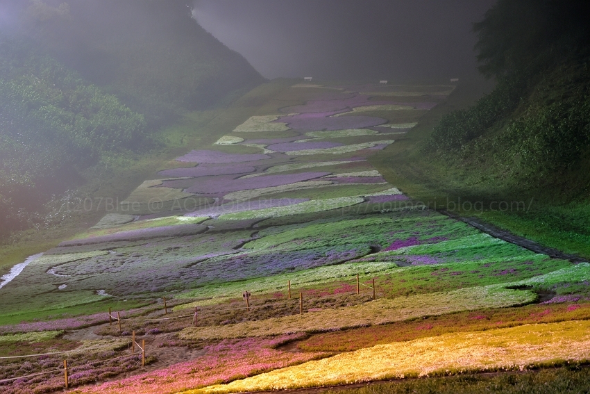 奥入瀬温泉スキー場のゲレンデにさくに咲く芝桜 - 戸(のへ)のつく町から