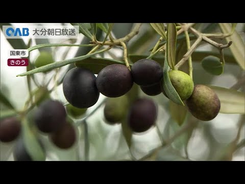 早摘タイプ】230g【緑緑爽熟®︎大分県産かぼす香味エクストラヴァージンオリーブオイル】：缶入り ＊スプレータイプではありません。＊アルコール無し |  エピスリー