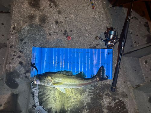 東京慕情 その 24千住篇－9 荒川放水路－2 千住新橋の今昔セブ島工房