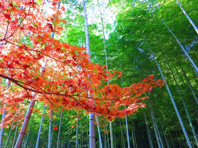 ようこそ京都嵯峨野へ！目前にそそり立つ｢竹林の道｣が凄すぎる！RETRIP リトリップ