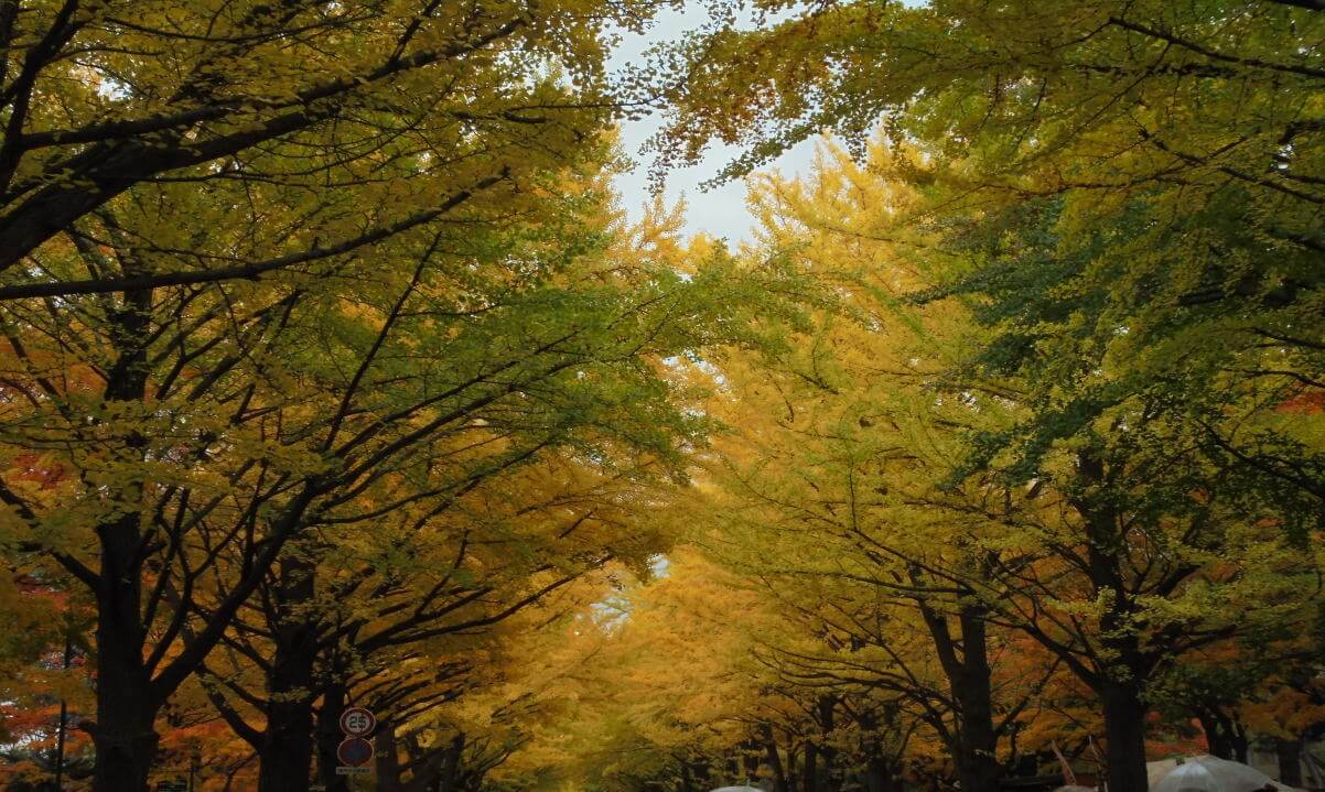 札幌駅から徒歩約10分。「北海道大学」で豊かな自然と開拓の歴史散策るるぶ&more