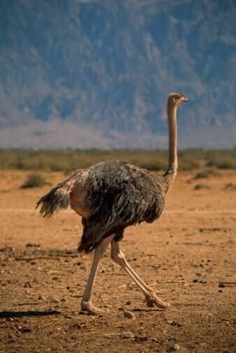 南アフリカのオーツホーンでダチョウに乗りたくて旅やねん