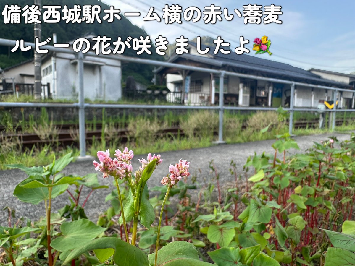 芸備線の未来にエールを！「六角精児バンド」が9 23備後西城で1日限りの応援ライブを開催 入場権はクラファンでGET！ - Yahoo!