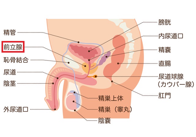 空間認識能力と、絶対に外さない前立腺マッサージ&亀頭責めは、前立腺開発の必須科目！の巻 : † Another Heaven