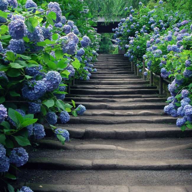 鎌倉花散策の代名詞「アジサイ巡り」：雨に映える景勝の寺4選nippon.com