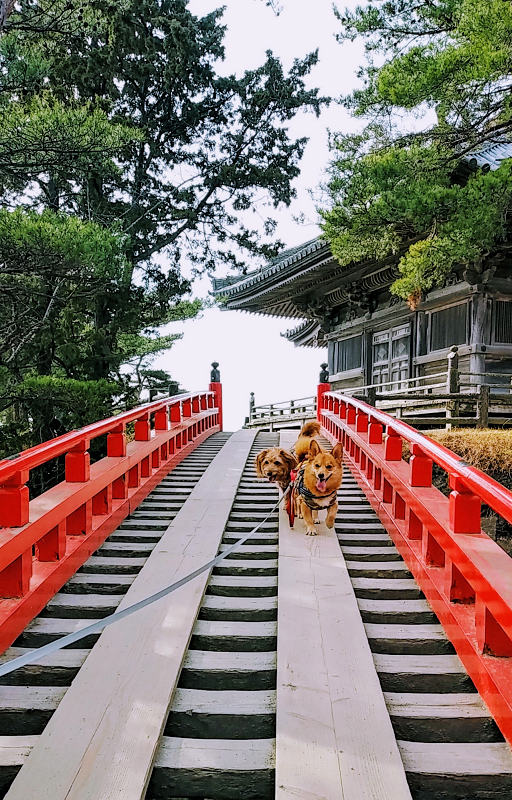 仙石線で行く日本三景松島 五大堂 瑞巌寺 松島海岸駅からぶらり街歩き