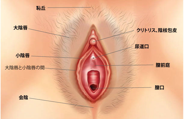 9割の男子が知らないクンニのやり方・コツ！圧倒的に気持ちいいテクを紹介｜駅ちか！風俗雑記帳