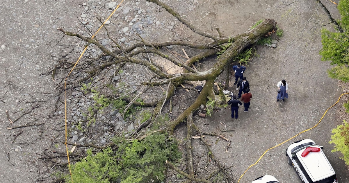 倒木がテント直撃、女性死亡 夫も重傷 木の根元が腐敗 相模原 |