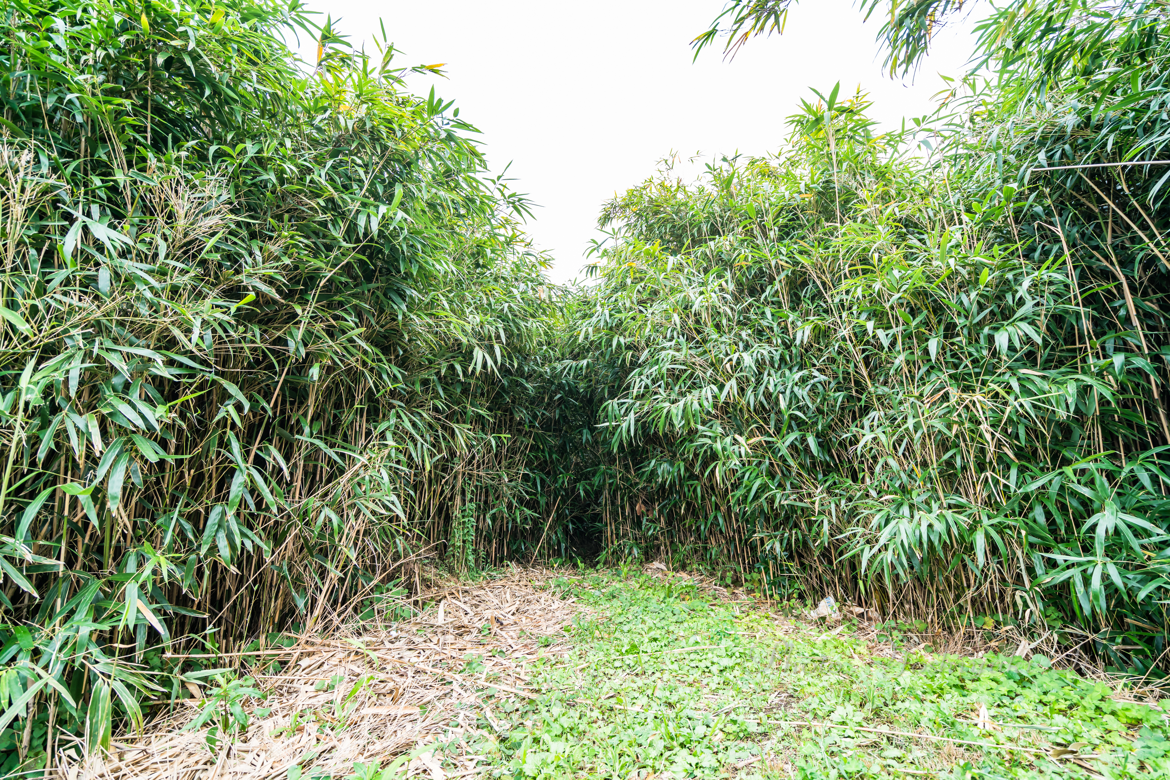 ゆーこ。さんの投稿 虫谷の入江ことりっぷ