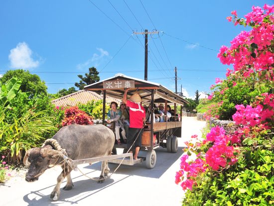 2025年最新 由布島観光ツアー- 西表島から水牛で海を渡り亜熱帯植物園へ！西表島