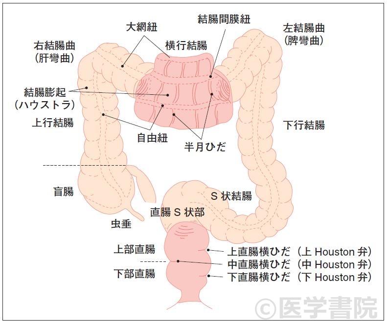 腹腔鏡下S状結腸切除術ハンズオントレーニング[DVD付]: 動画でわかる徹底レクチャー | 伊藤 雅昭,