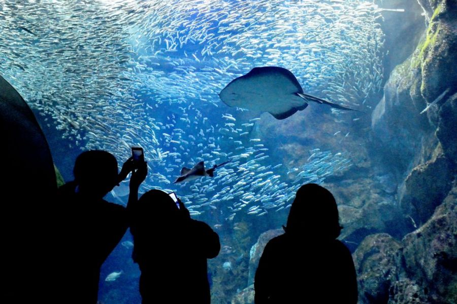 先日訪れた新潟県上越市立水族博物館