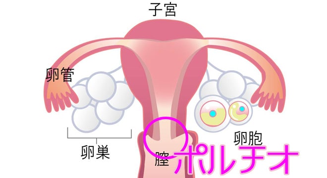 女性をオーガズムに導く科学的な愛撫方法と体位 - Genspark