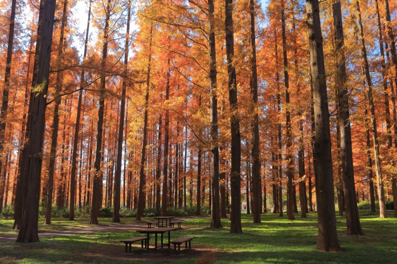 大好きなおやつを持って紅葉ピクニック。秋のお出かけが楽しい東京の公園5選ことりっぷ