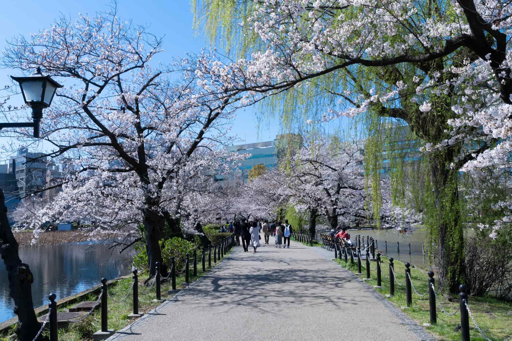 上野恩賜公園の桜東京とりっぷ