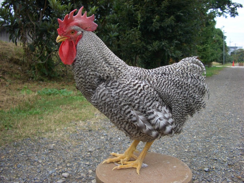 プリマスロック雌鳥 - ニワトリのストックフォトや画像を多数ご用意 -