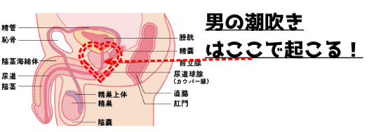 体験談あり】男の潮吹きってどうやったらできるの？メカニズムまで解説｜Cheeek [チーク]