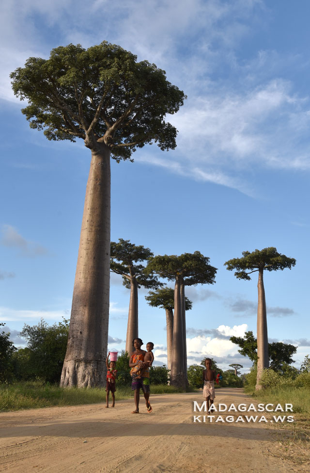 マダガスカル ～完全版～バオバブ並木の聖地マダガスカルへの行き方 解説
